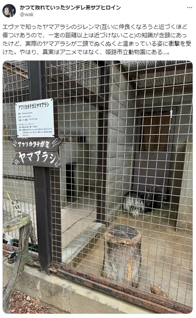 《验证EVA的豪猪困境》怕刺伤想亲近又不能太亲近但是现实的豪猪却并非如此？