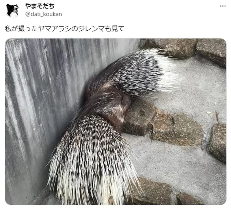 《验证EVA的豪猪困境》怕刺伤想亲近又不能太亲近但是现实的豪猪却并非如此？