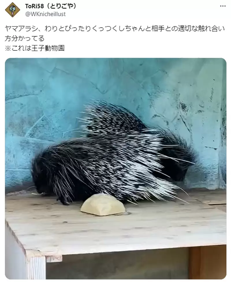 《验证EVA的豪猪困境》怕刺伤想亲近又不能太亲近但是现实的豪猪却并非如此？