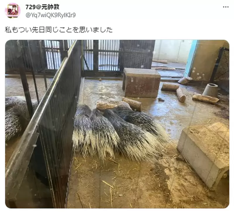 《验证EVA的豪猪困境》怕刺伤想亲近又不能太亲近但是现实的豪猪却并非如此？