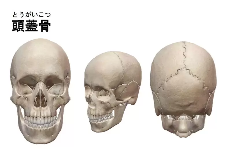 《医生看迷宫饭》莱欧斯肯定钻研过解剖学从这三个字的念法就能听出学问了