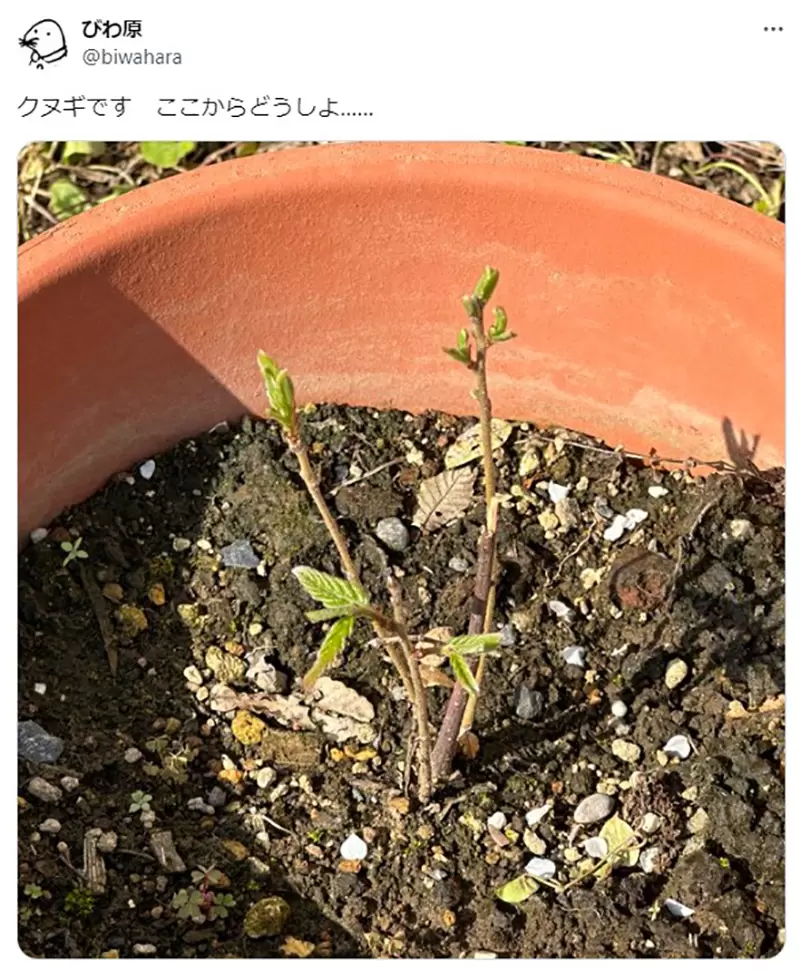 《学种盆栽才懂他的苦》哆啦A梦的神成先生简直是圣人？一般人早就告屁孩求偿了